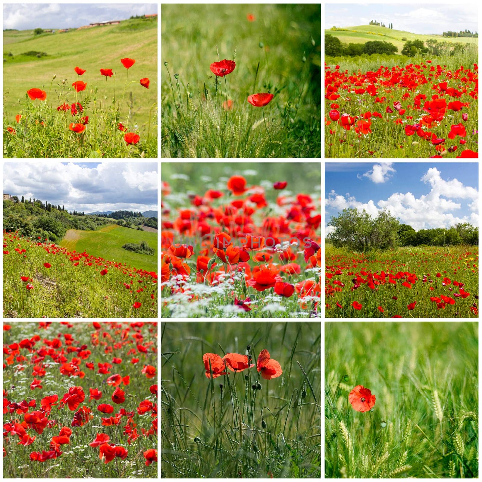 red poppies in Tuscany - collage