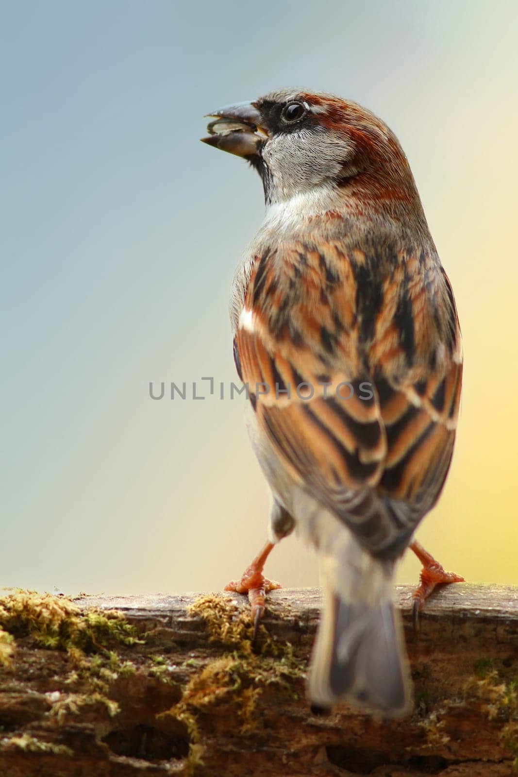 The Berlin Sparrow Sparrow