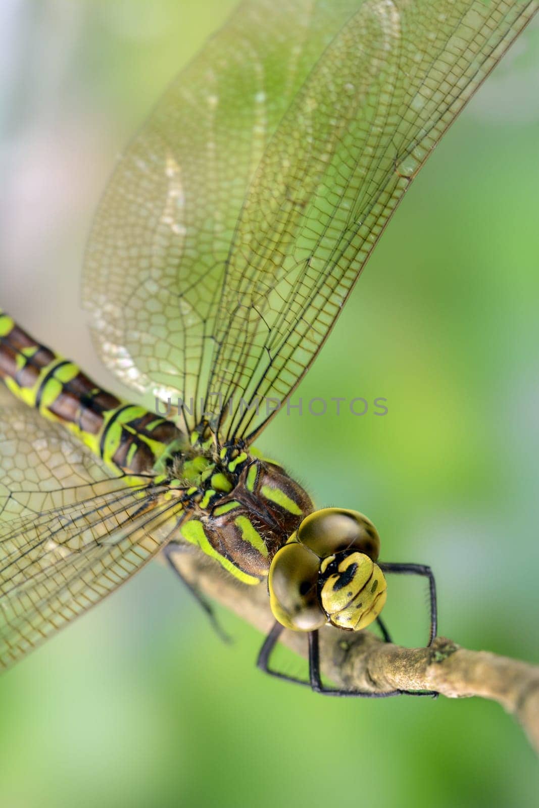 King dragonfly