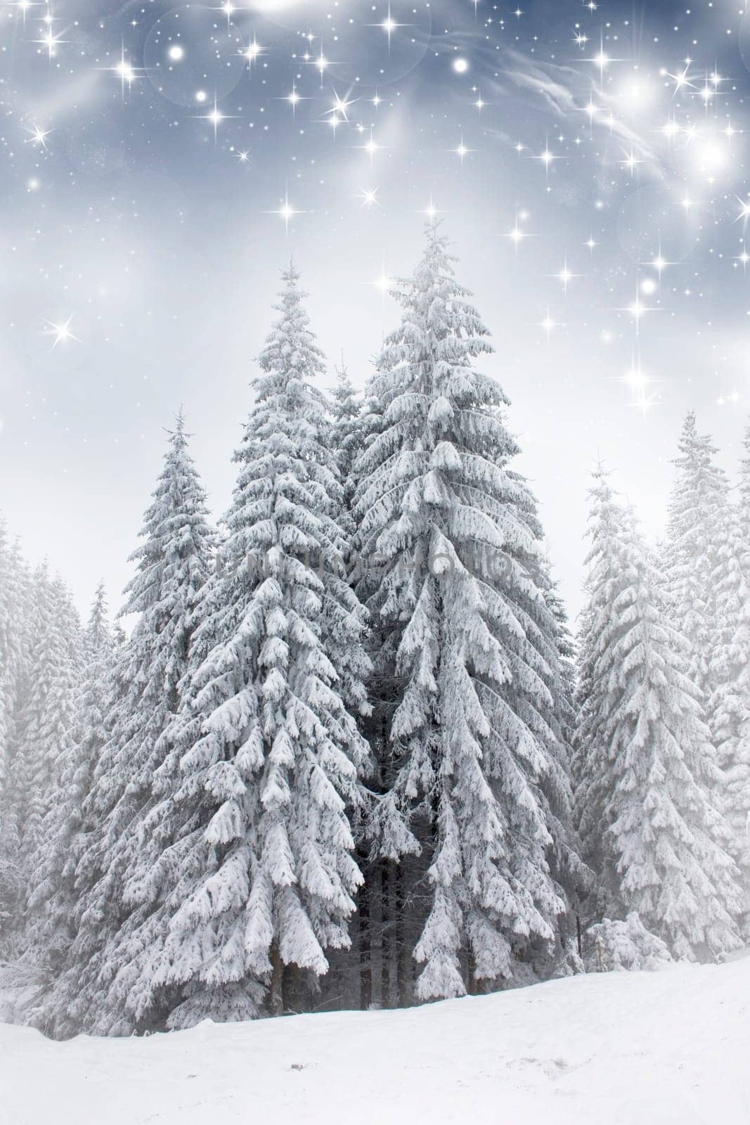 Christmas background with snowy fir trees under the glistering sky