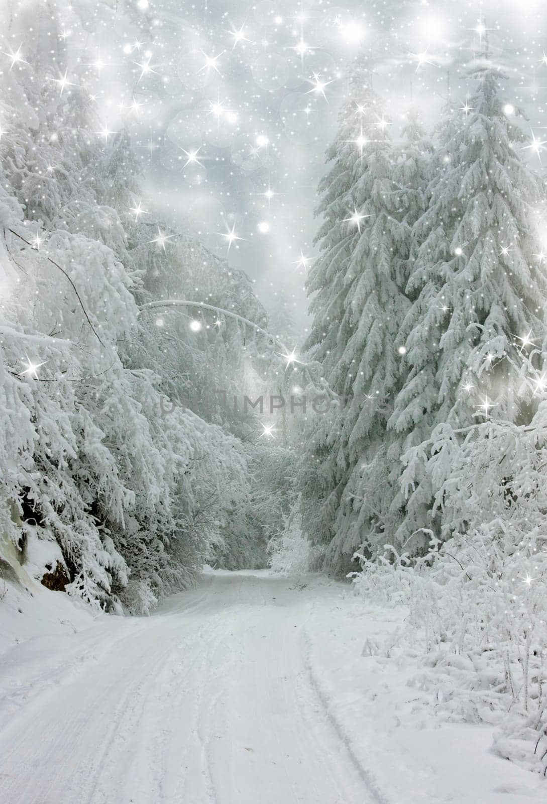 Christmas background with snowy fir trees under the glistering sky