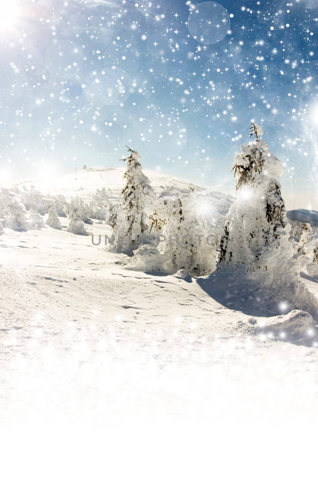 Christmas background with snowy fir trees and sky with stars