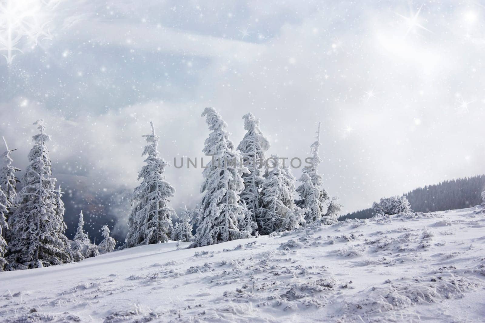 Pine trees cowered with snow in the snowfall
