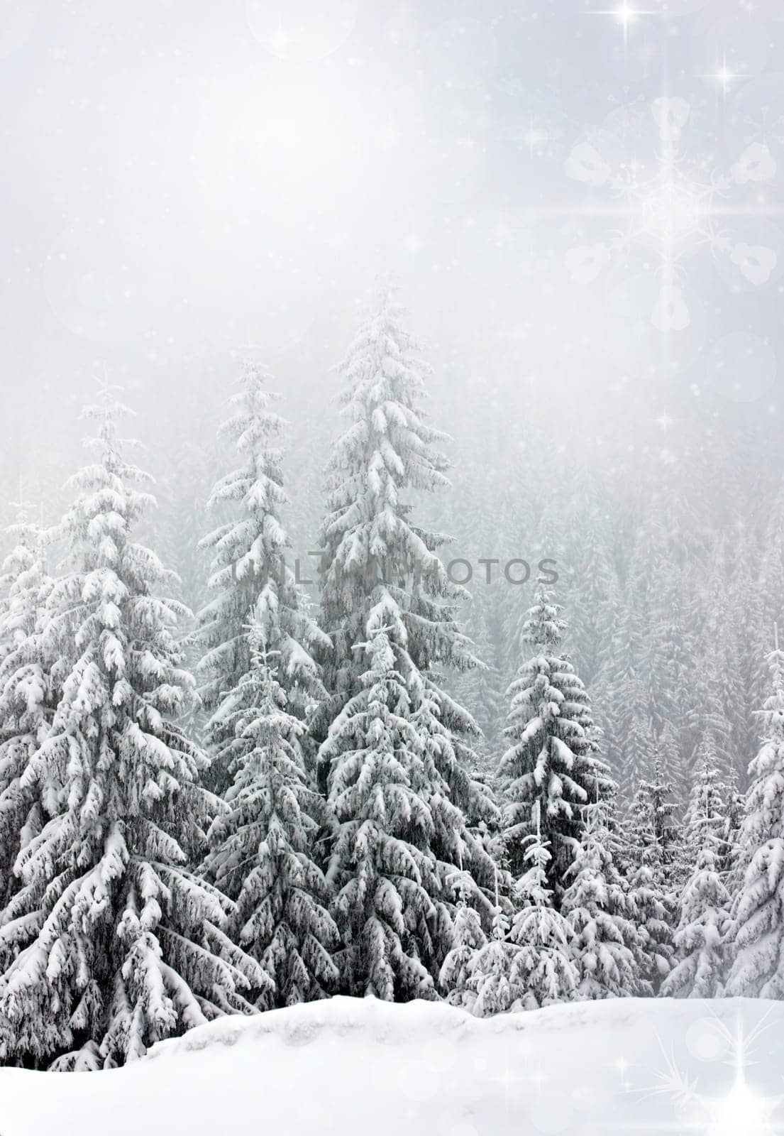 Pine trees cowered with snow in the snowfall