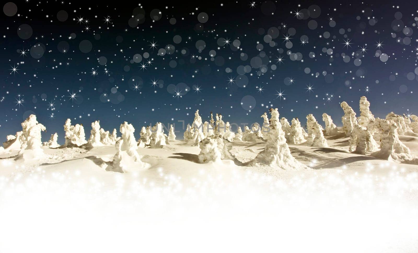 Pine trees cowered with snow in the snowfall