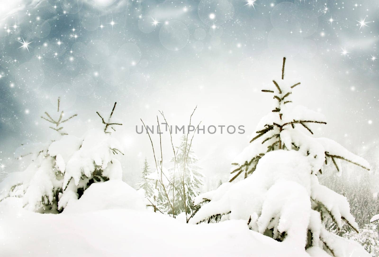 Christmas background with snowy fir trees and sky with stars