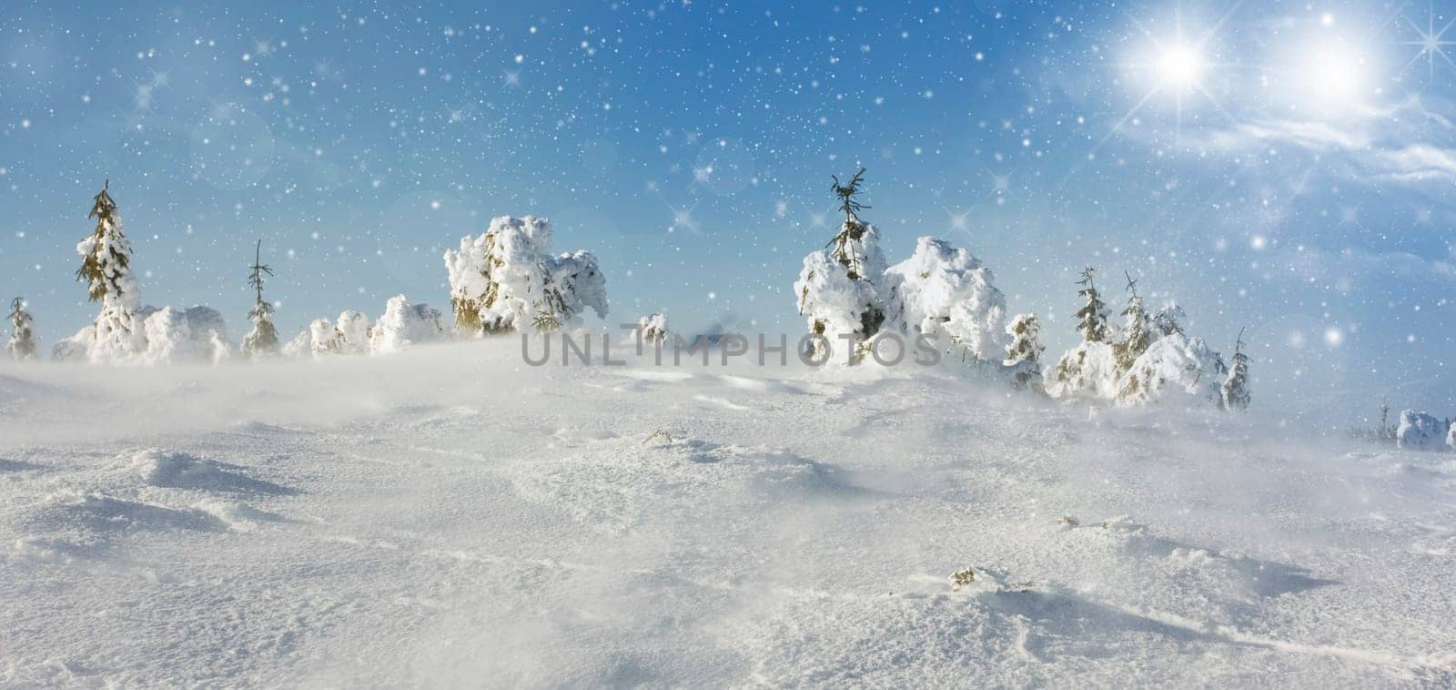 Pine trees cowered with snow in the snowfall