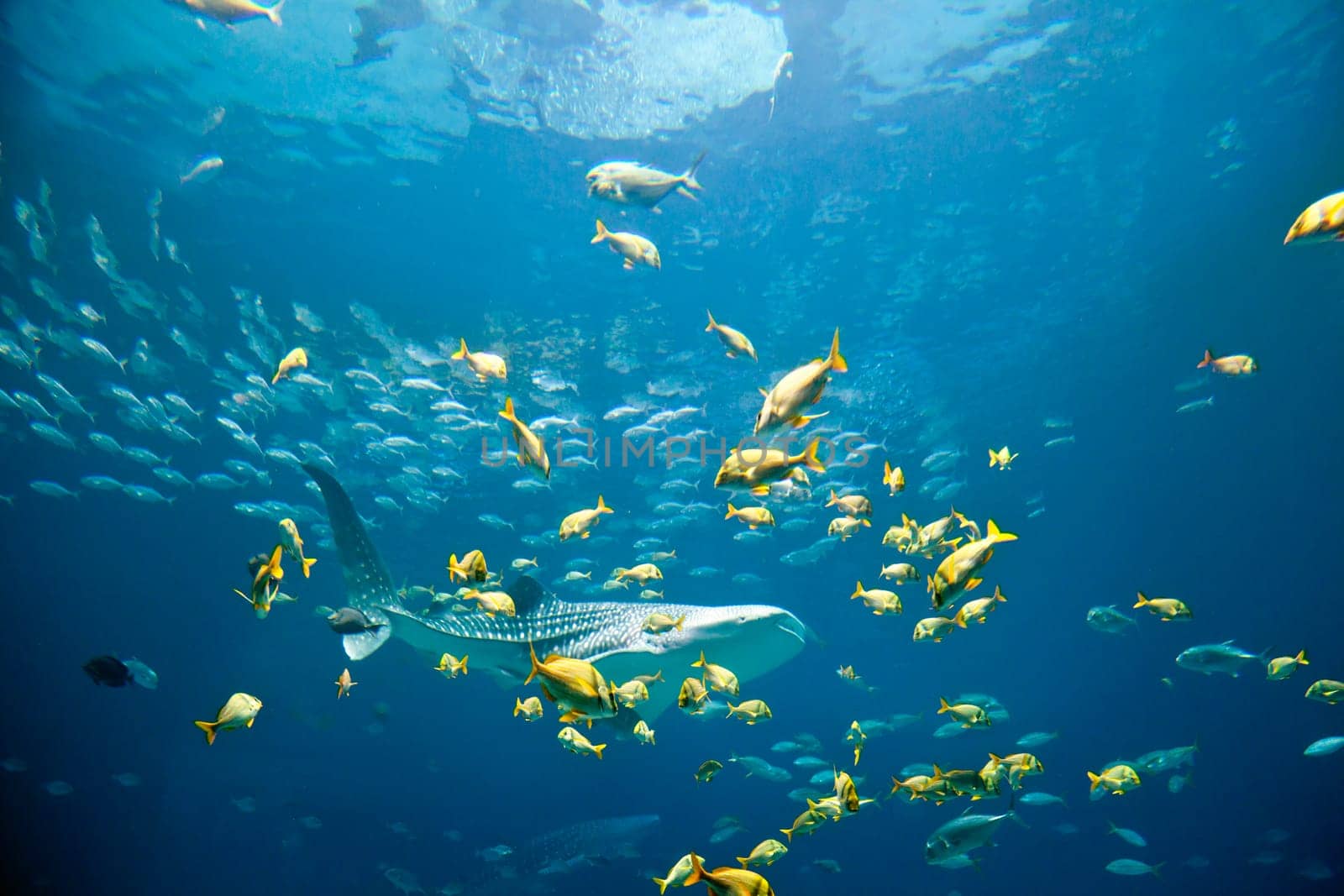 Underwater image of a whale shark and schools of fish