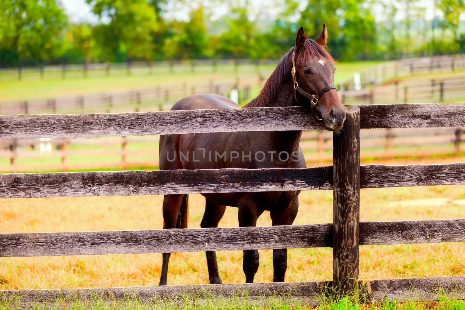 Image of a beautiful brown horse standing by the fence
