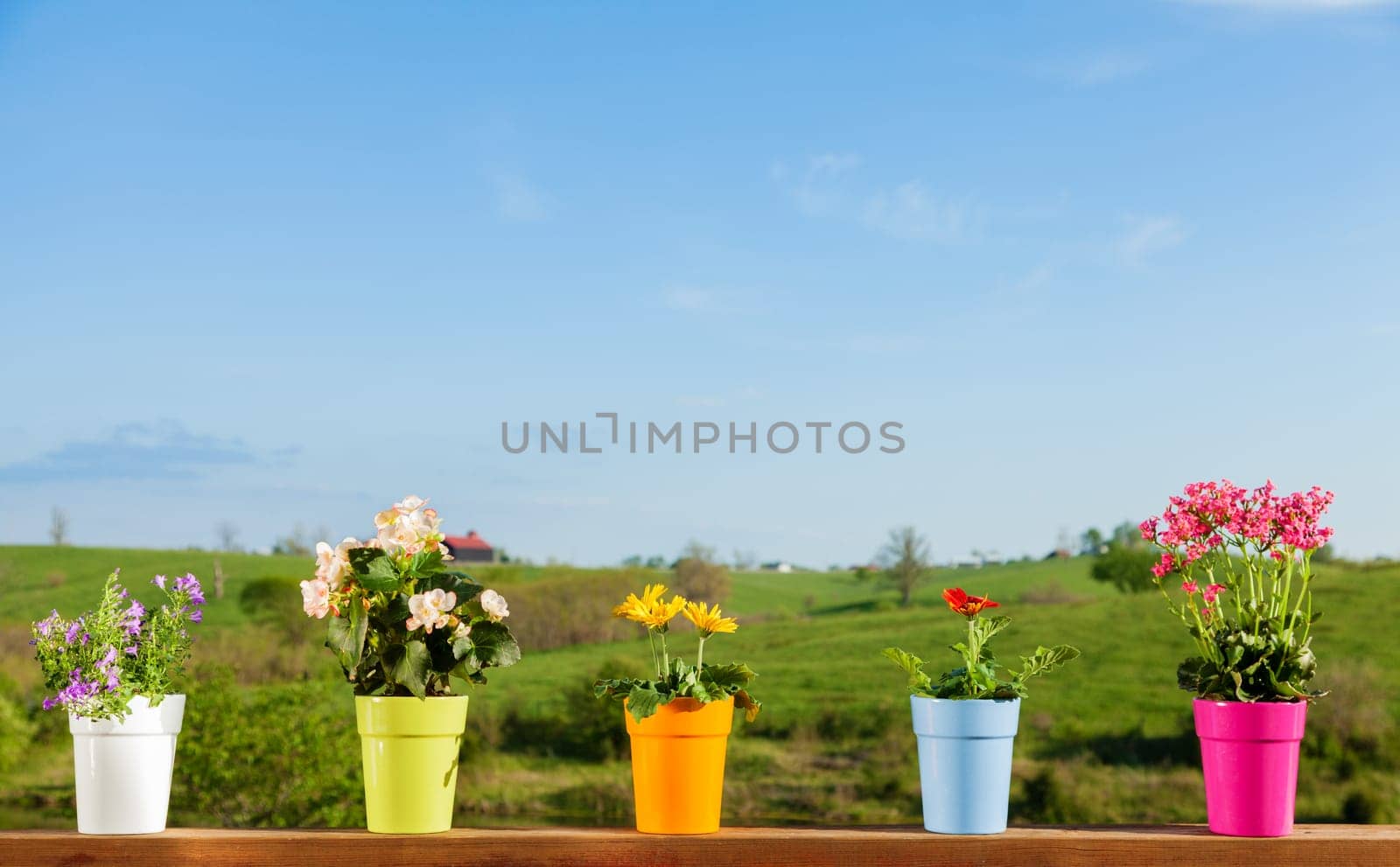 Various plants in colorful pots against country setting