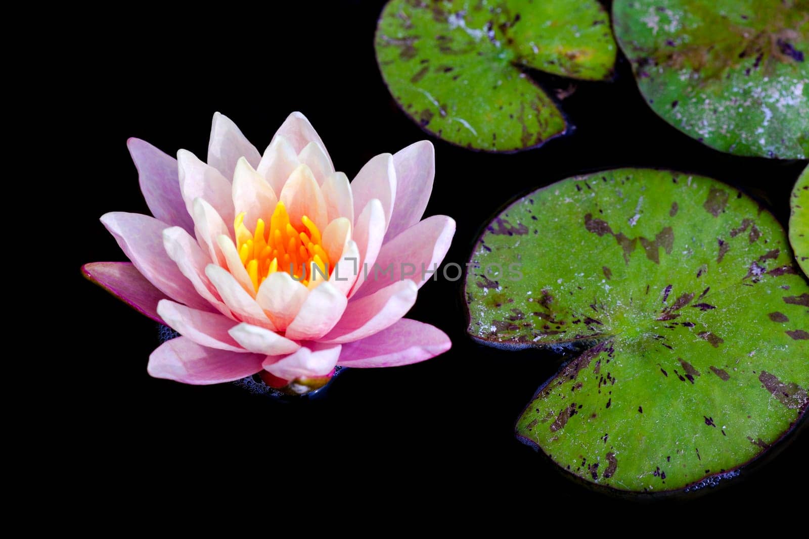 Closeup of a beautiful water lily in a pond