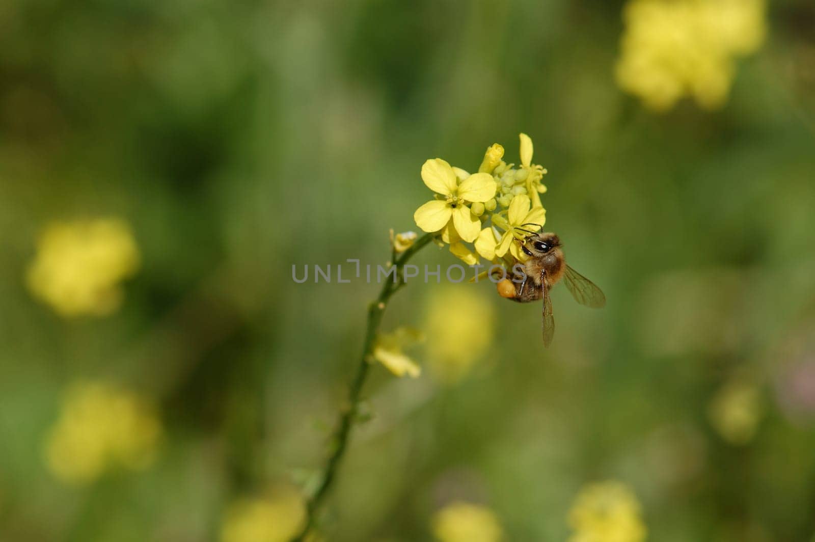 Bee on a blooming flower. Spring nature background.