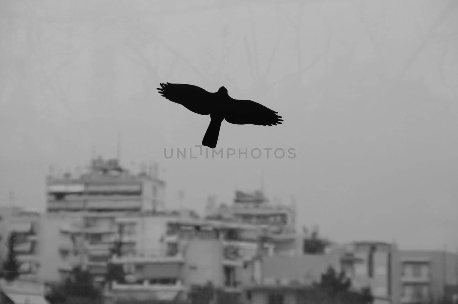 Black bird flying over moody city sky. Silhouette on stained glass of highway barrier.