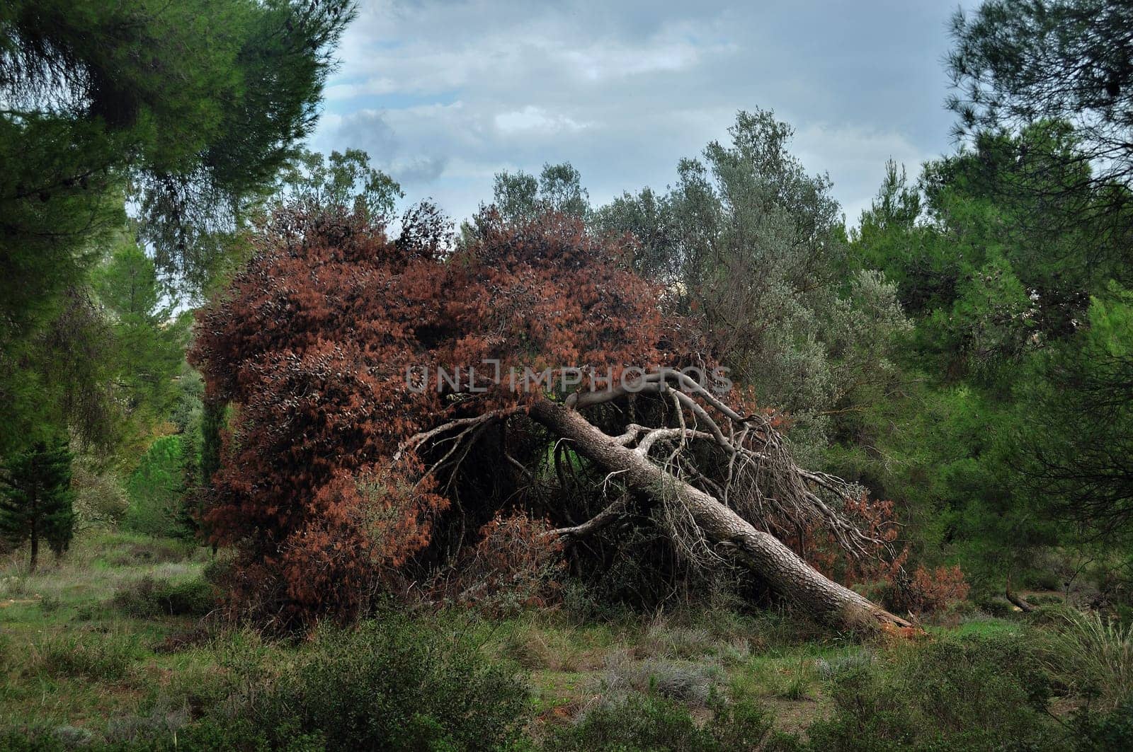 Fallen tree in a forest. Abstract nature background.