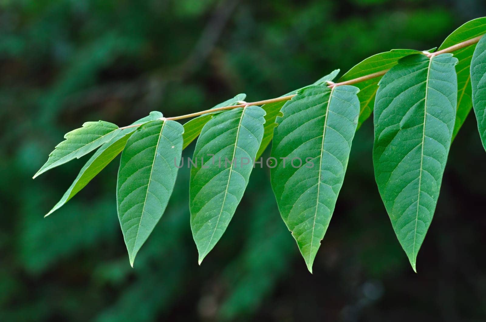 Small tree branch with row of green leaves. Nature background.