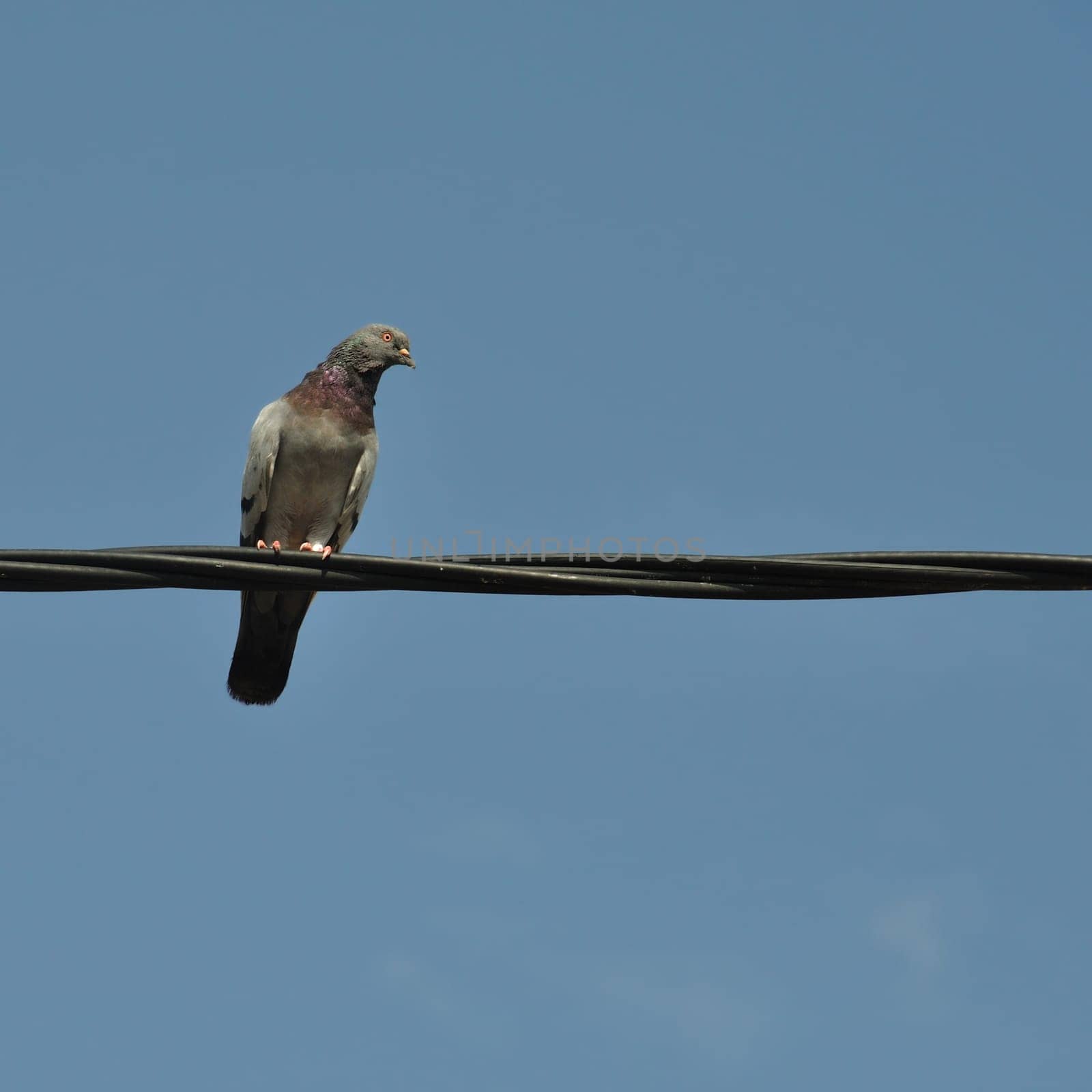 Pigeon bird on a wire. Abstract nature background.