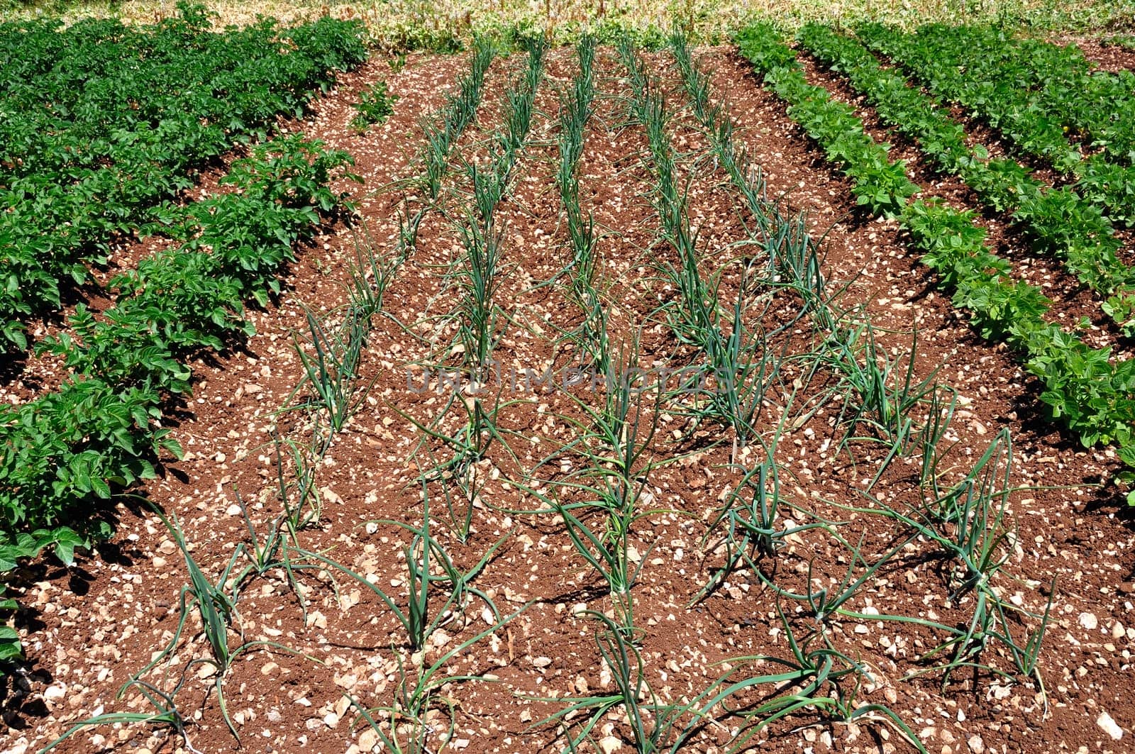 Rows of green onions sprouts and other vegetables planted in a field.