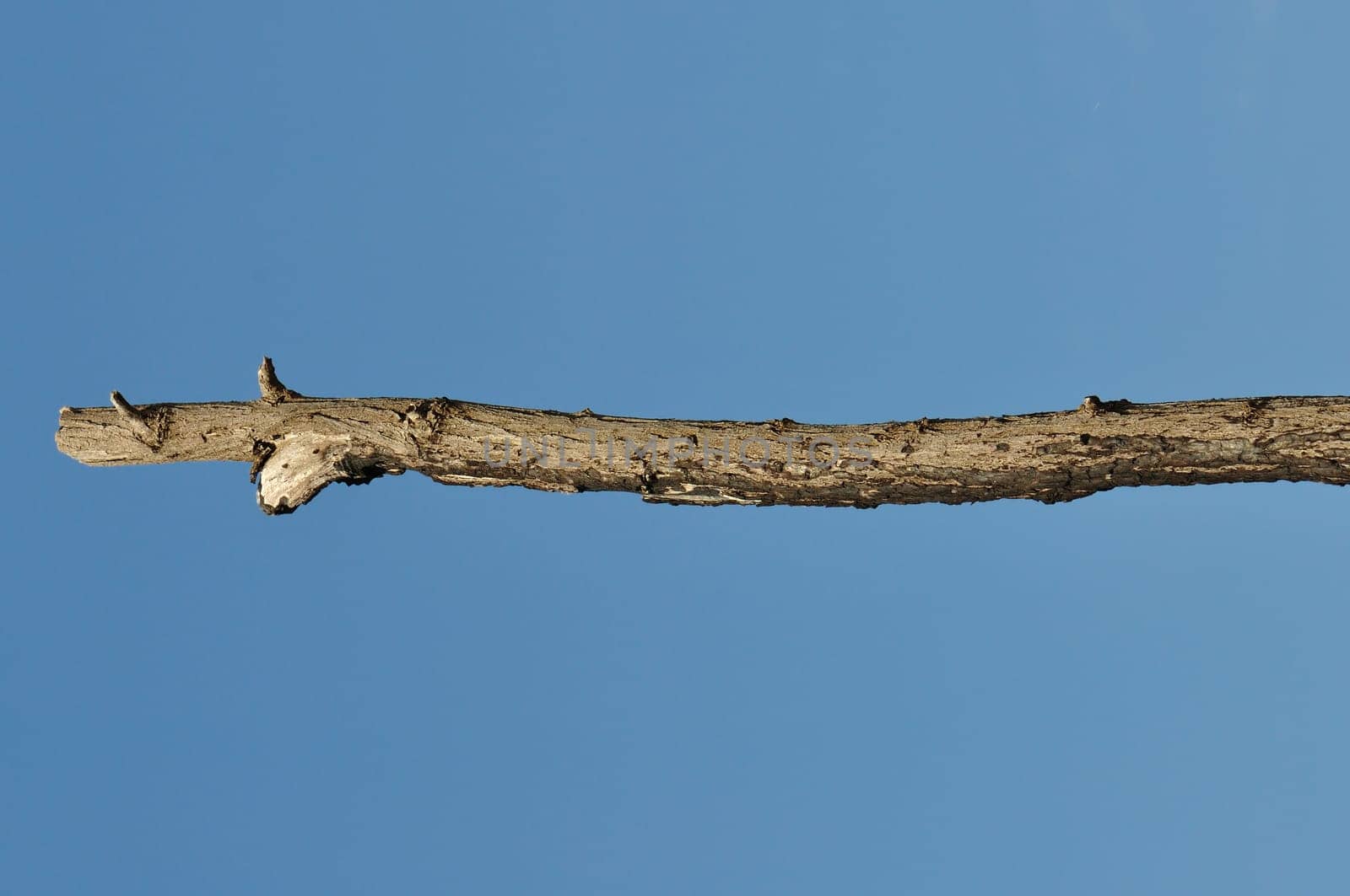 Wooden stick against blue sky background. Leafless tree branch detail.