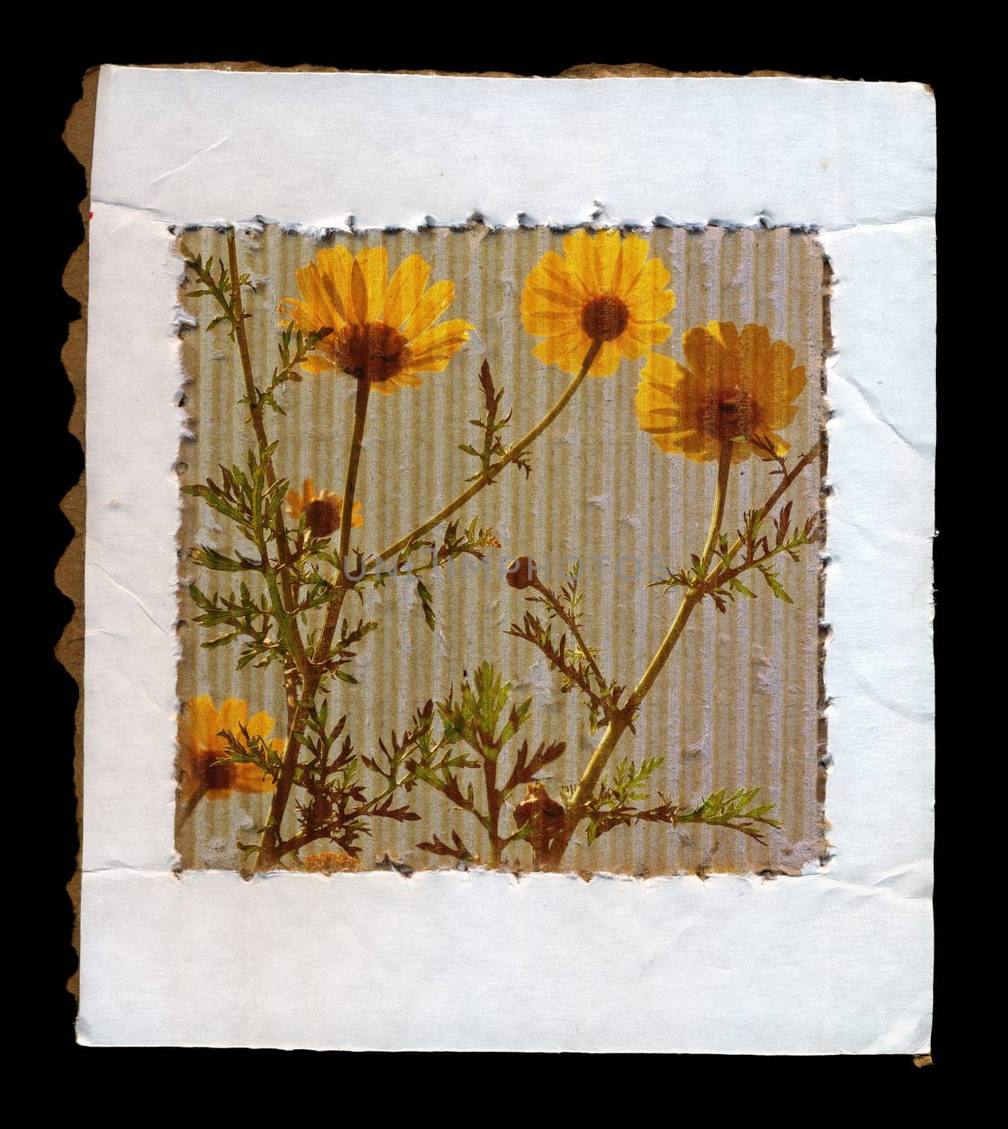 Wild spring flowers on cardboard paper frame grunge background.