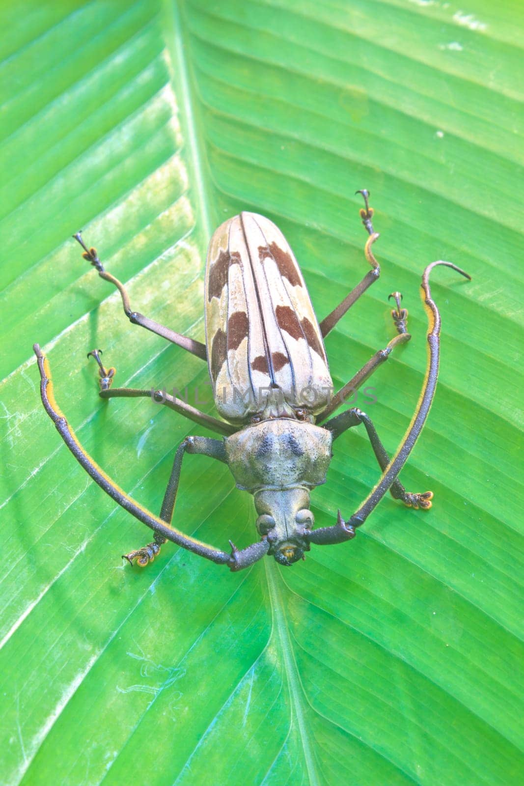 insect on leaf from Thailand,  longhorn beetle in Genus Megopis (Megopis maculosa).