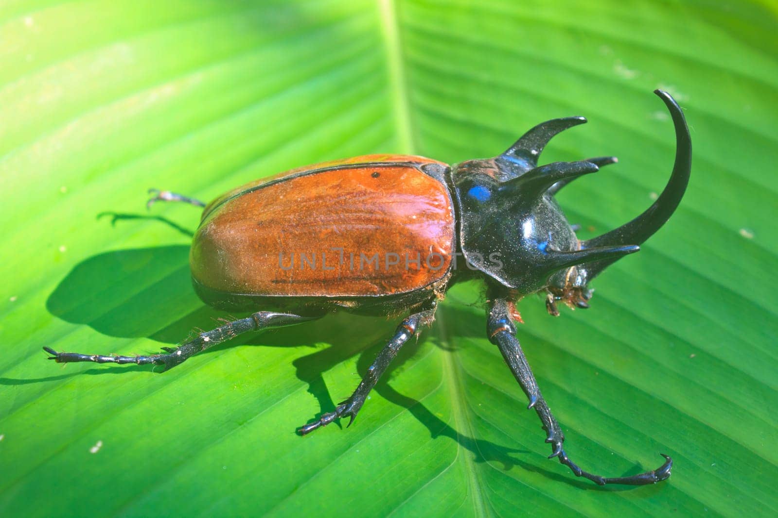 insect from Thailand,  large Rhinoceros Beetle (Eupatorus gracillicornis)
