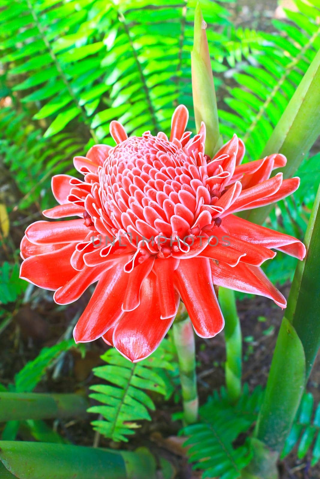 flowers from Thailand, Etlingera Elatior or Red Torch Ginger