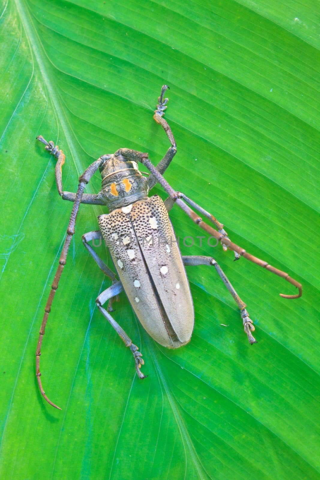 insect on leaf from Thailand,  longhorn beetle in Genus Batocera (Botacera davidis).