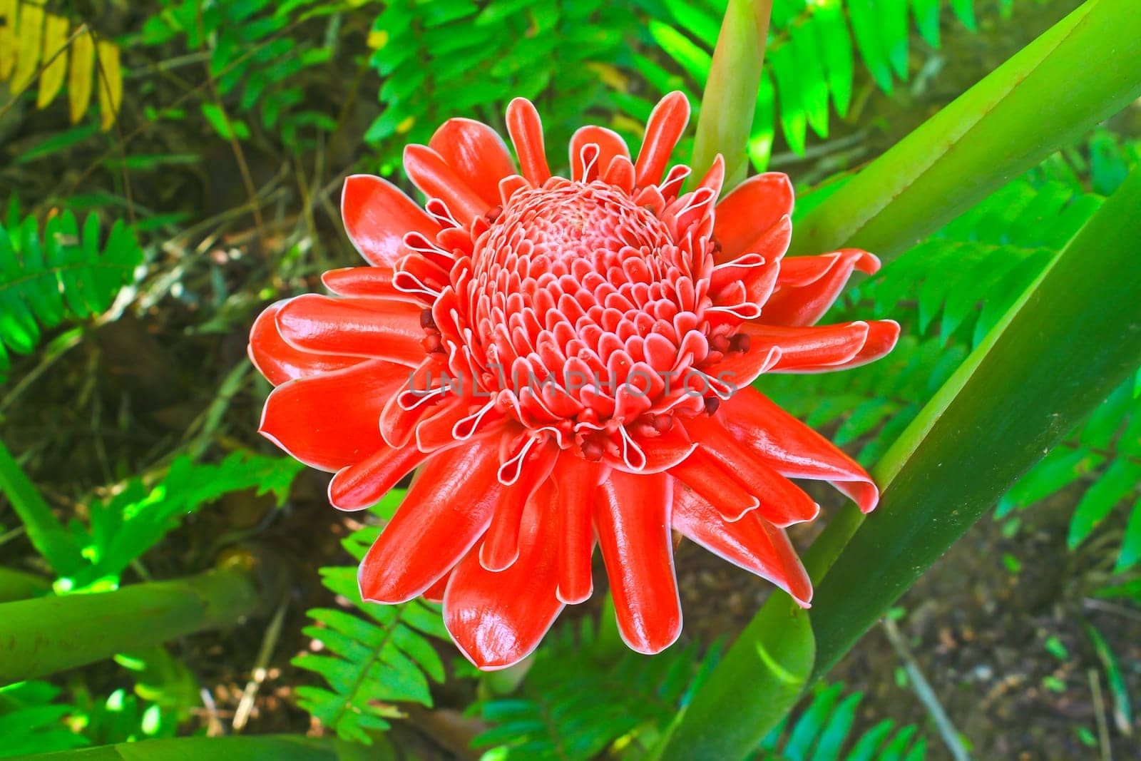 flowers from Thailand, Etlingera Elatior or Red Torch Ginger