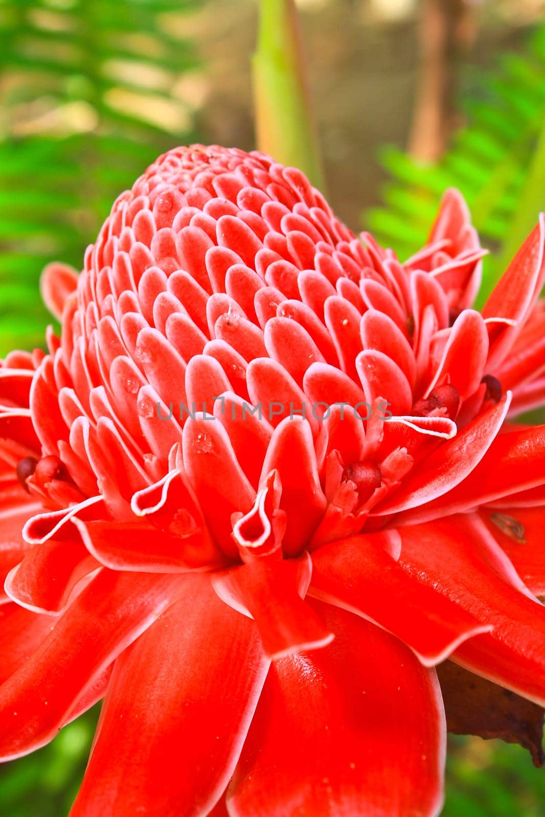 flowers from Thailand, Etlingera Elatior or Red Torch Ginger