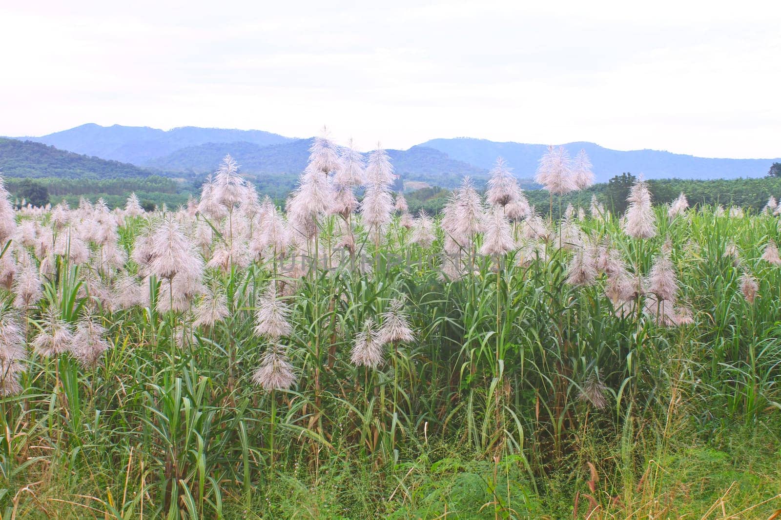 Golden giant reed field against on mountain background