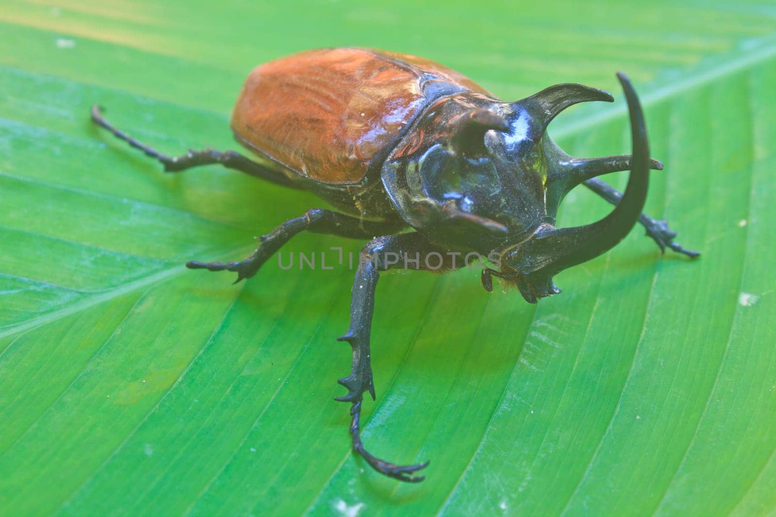 insect from Thailand,  large Rhinoceros Beetle (Eupatorus gracillicornis)