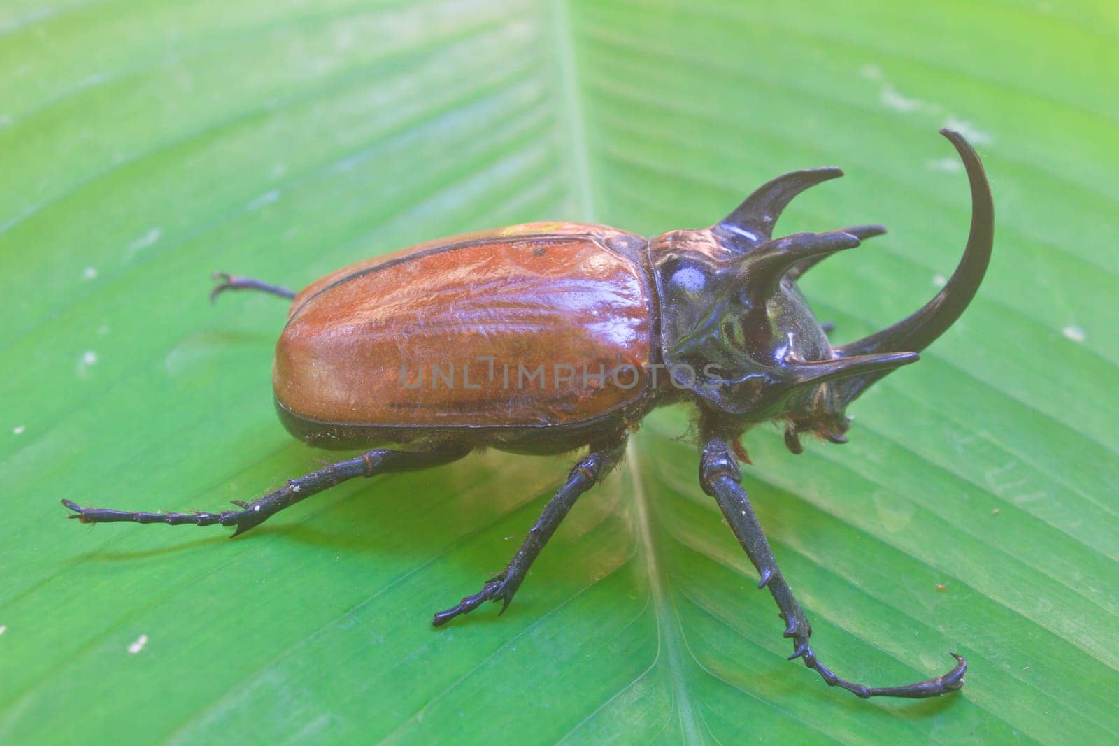 insect from Thailand,  large Rhinoceros Beetle (Eupatorus gracillicornis)