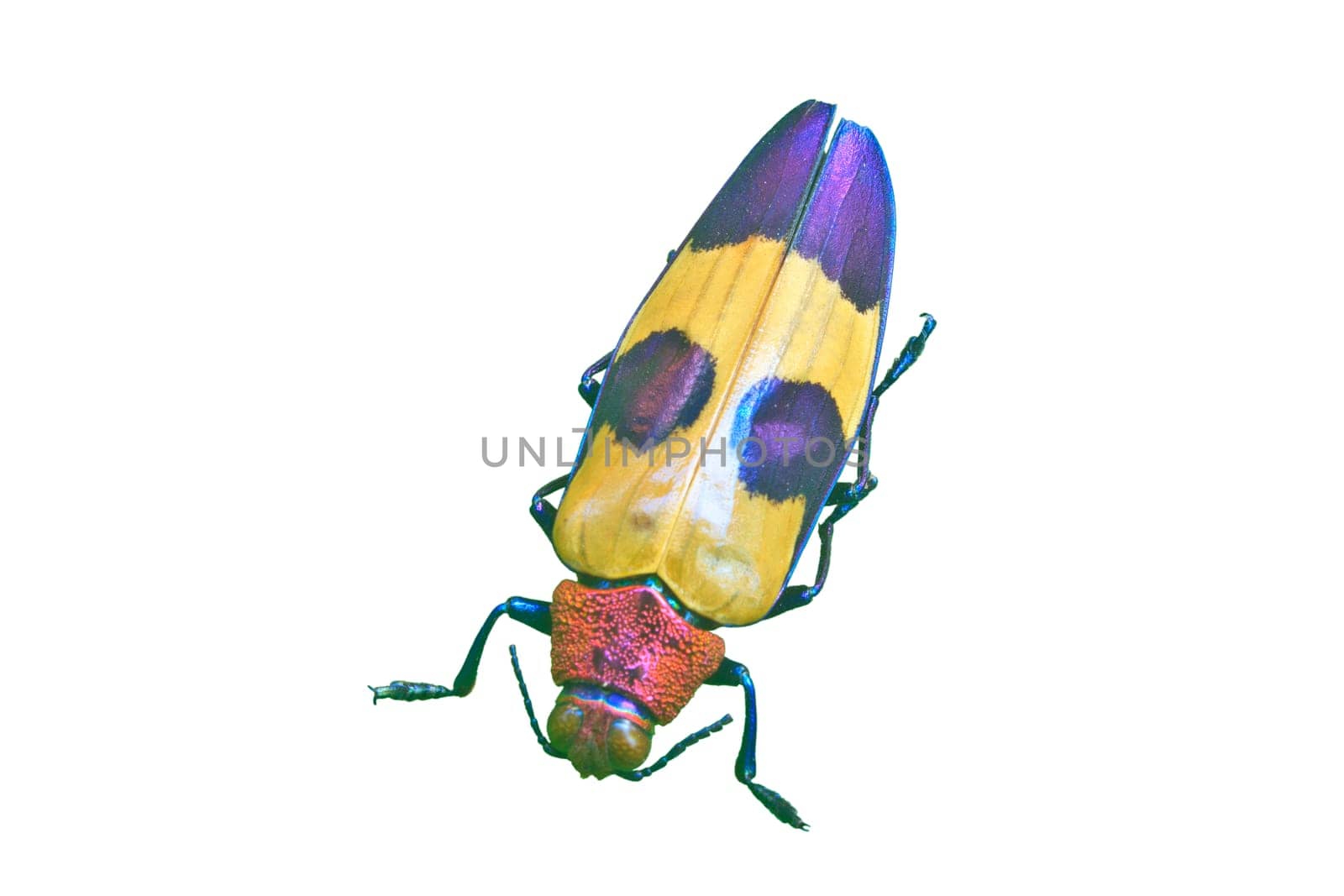insect on white background from Thailand,  metallic wood-boring beetle, buprestidae