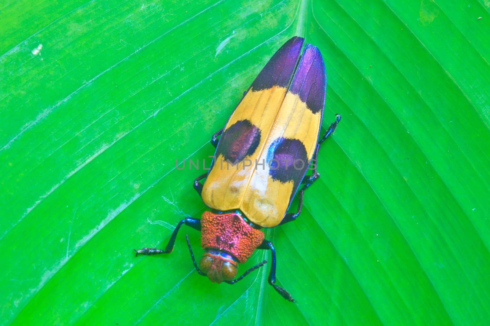 insect on leaf from Thailand,  metallic wood-boring beetle, buprestidae
