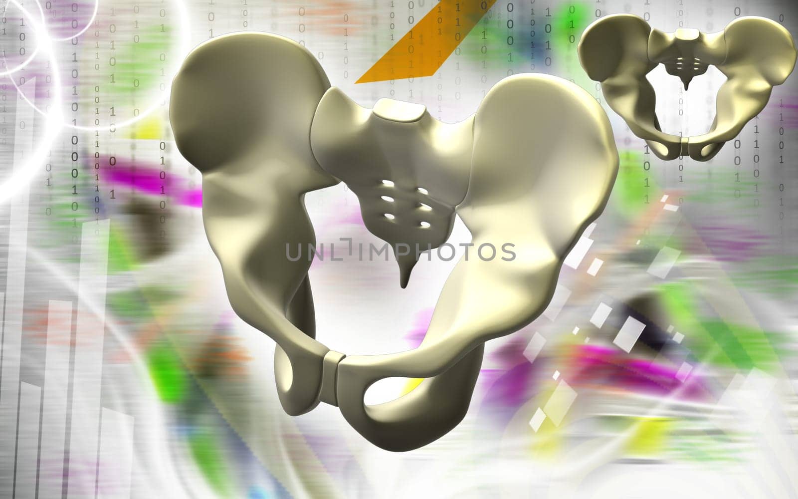 Digital illustration of pelvic girdle in colour background
