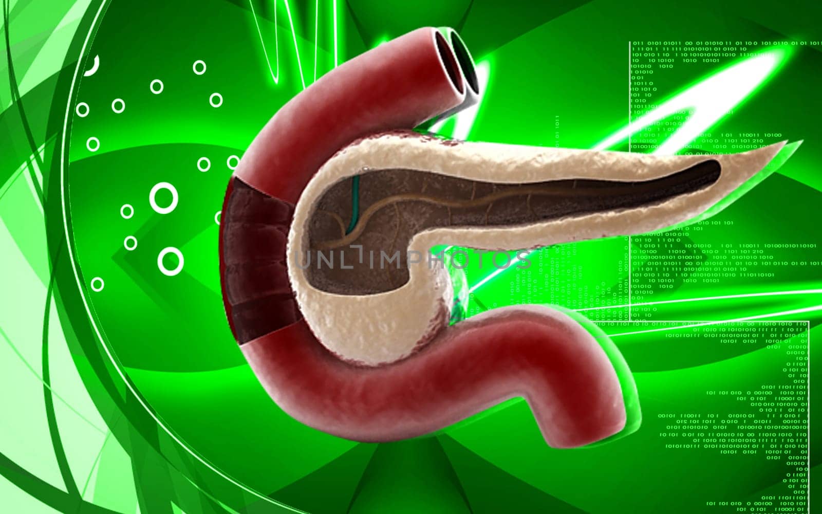 Digital illustration of pancreas in colour background