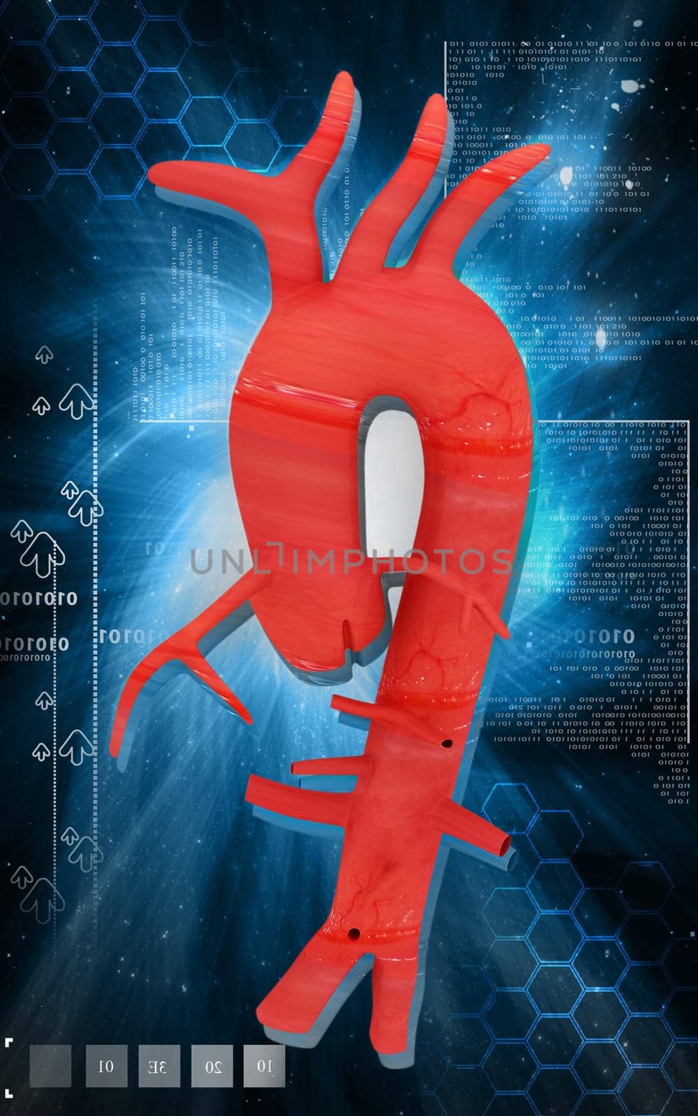Digital illustration of Aorta in colour background