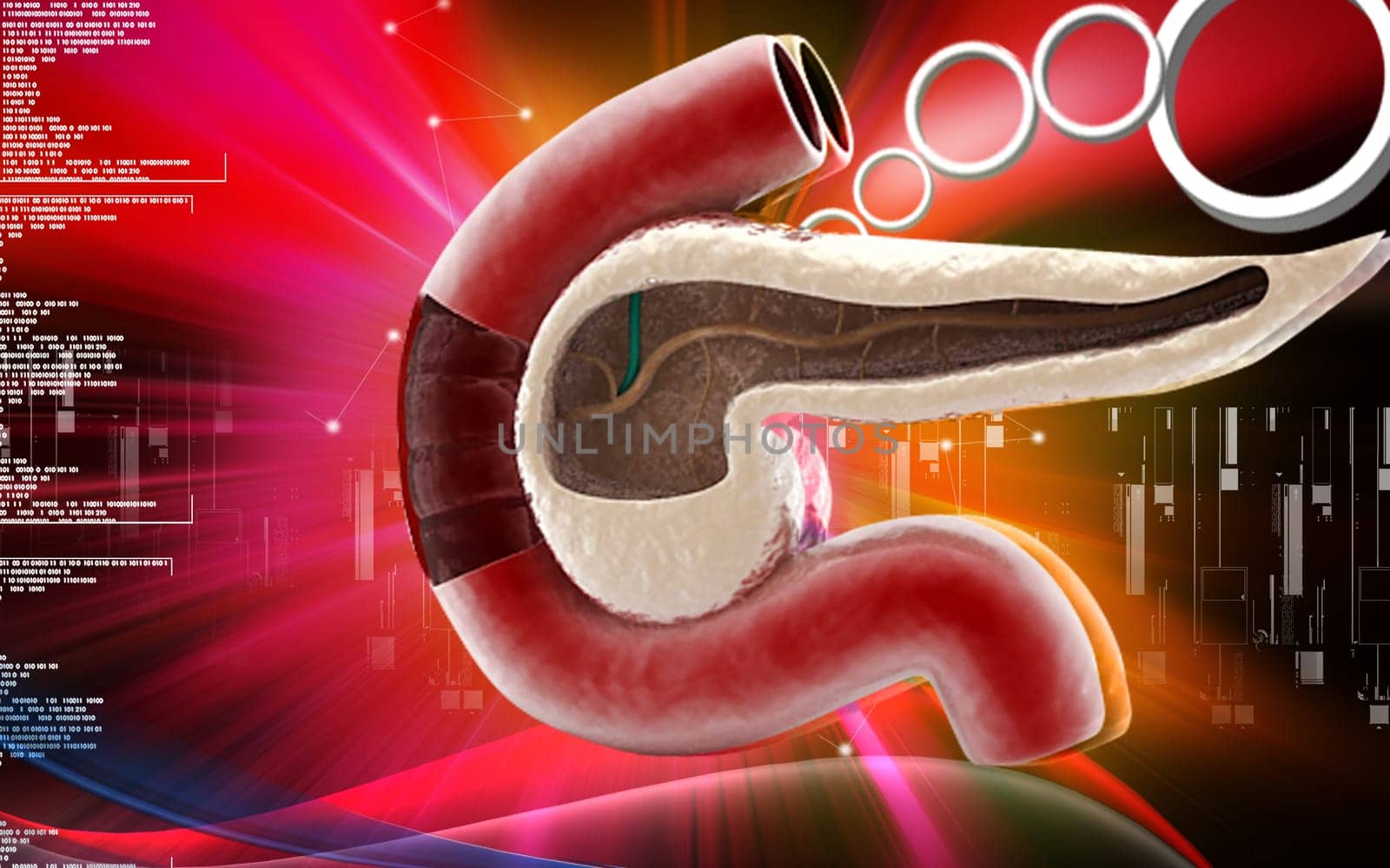 Digital illustration of pancreas in colour background