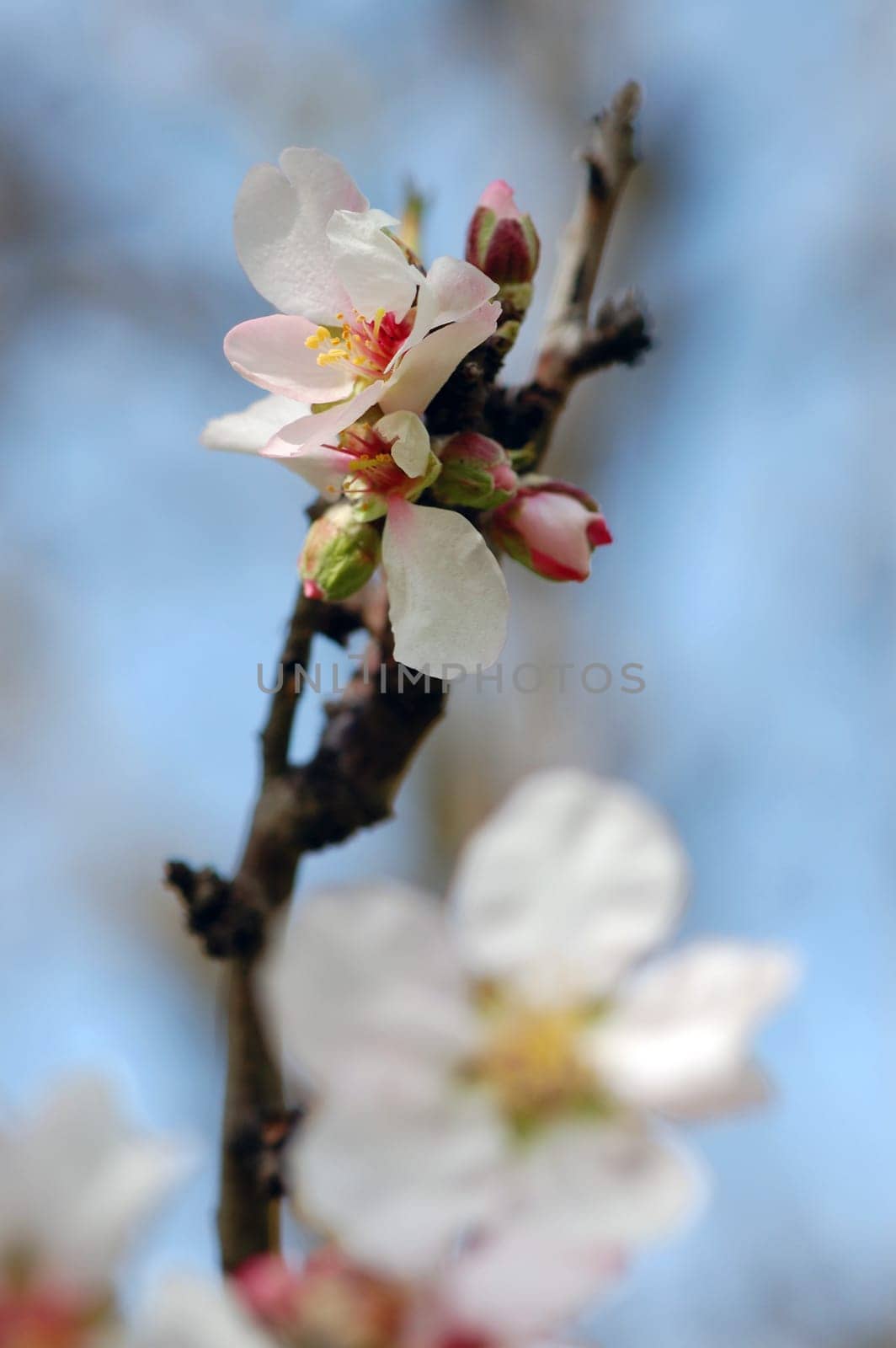 Almond tree branch detail buds and blooming flowers in the spring. Selective focus.