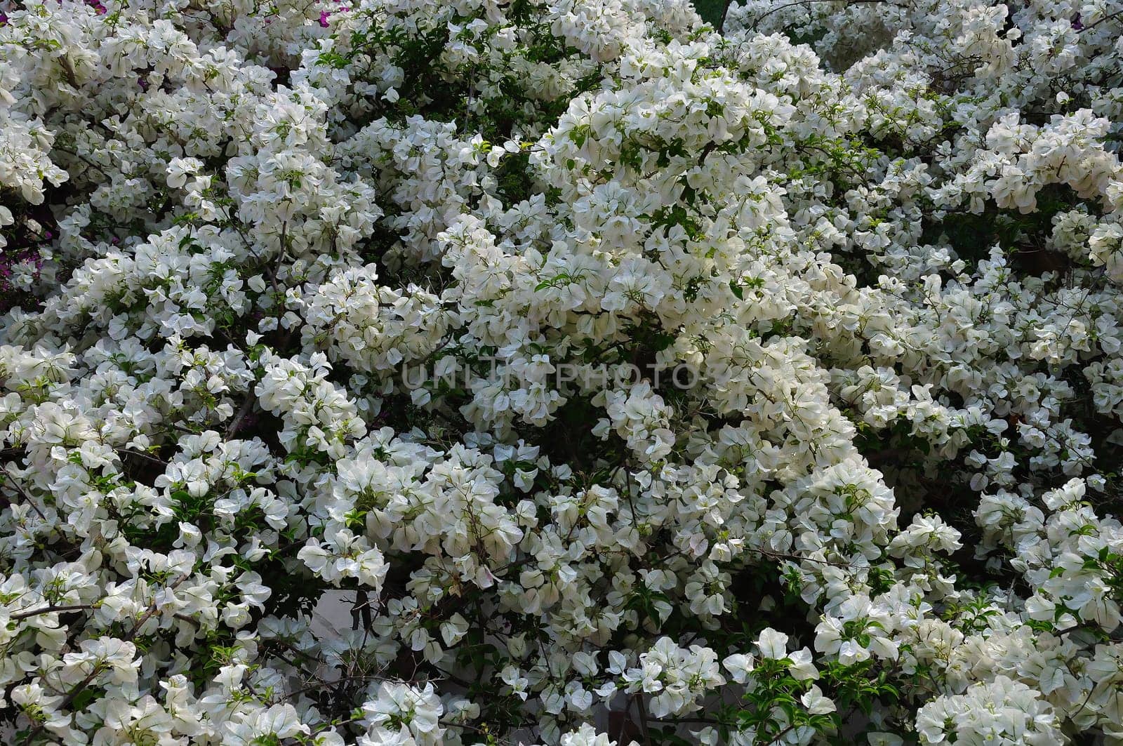 Blooming bougainvillea plant with white flowers. Spring background.