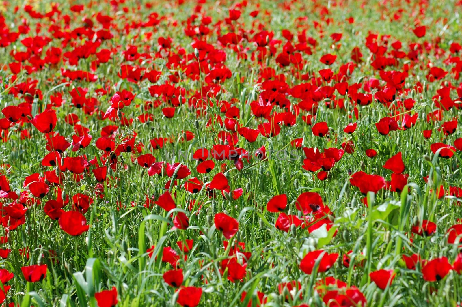 Field of blooming poppy flowers in springtime. Nature background.
