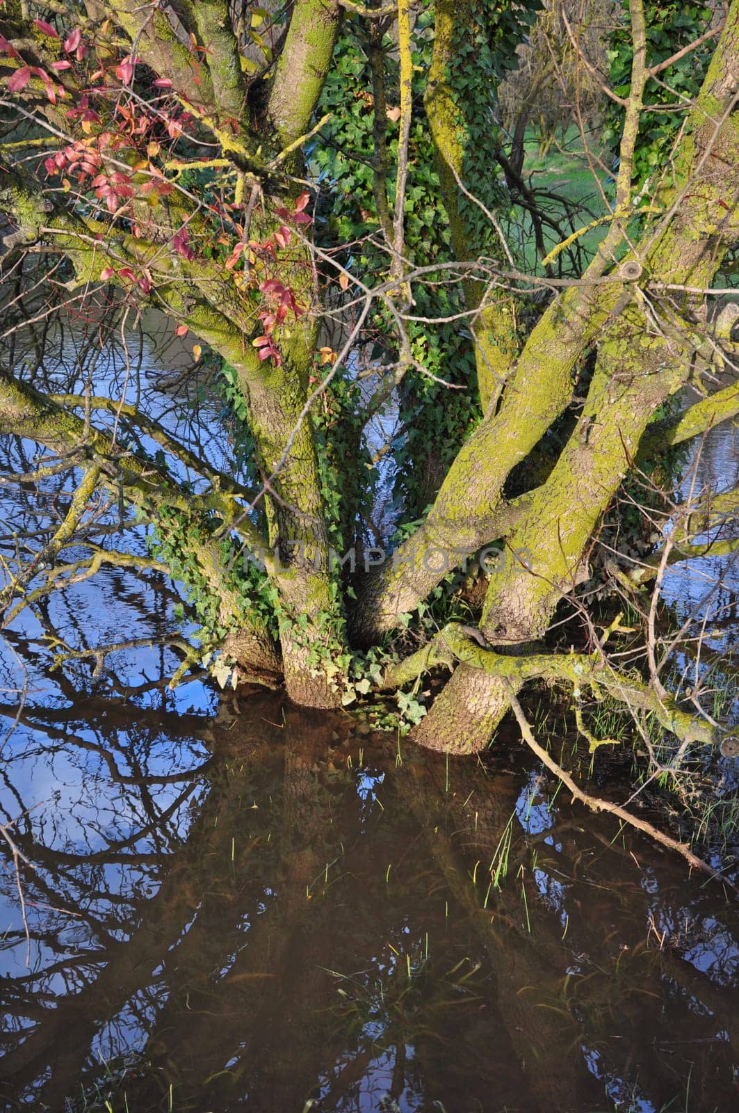 Tree trunk submerged in water after the rain. Nature abstract.
