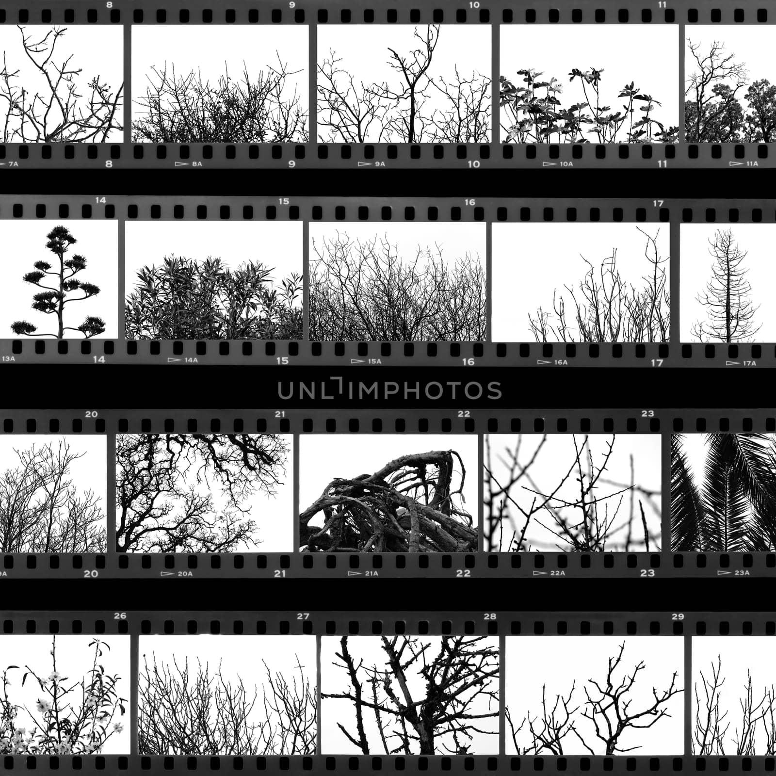 Photographs of trees and plants film proof sheet. Black and white.