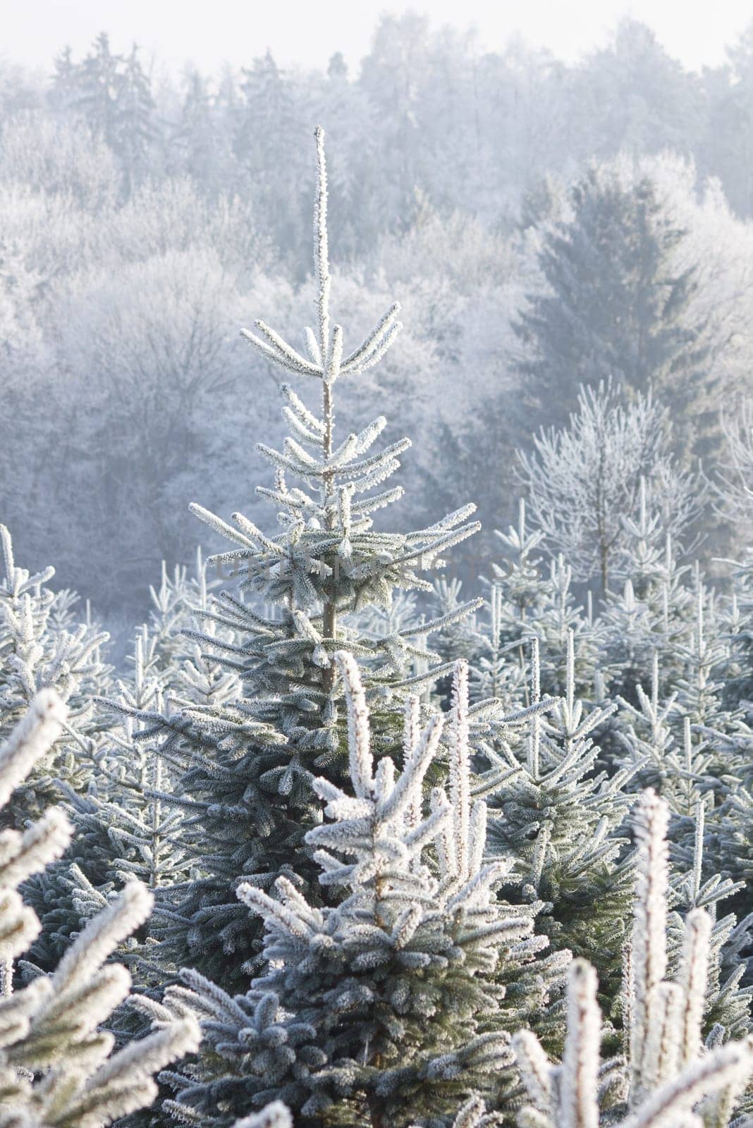 Christmas Tree Plantation