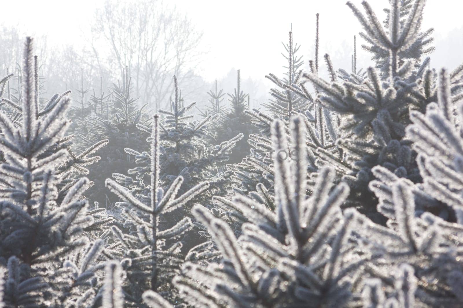 Christmas Tree Plantation