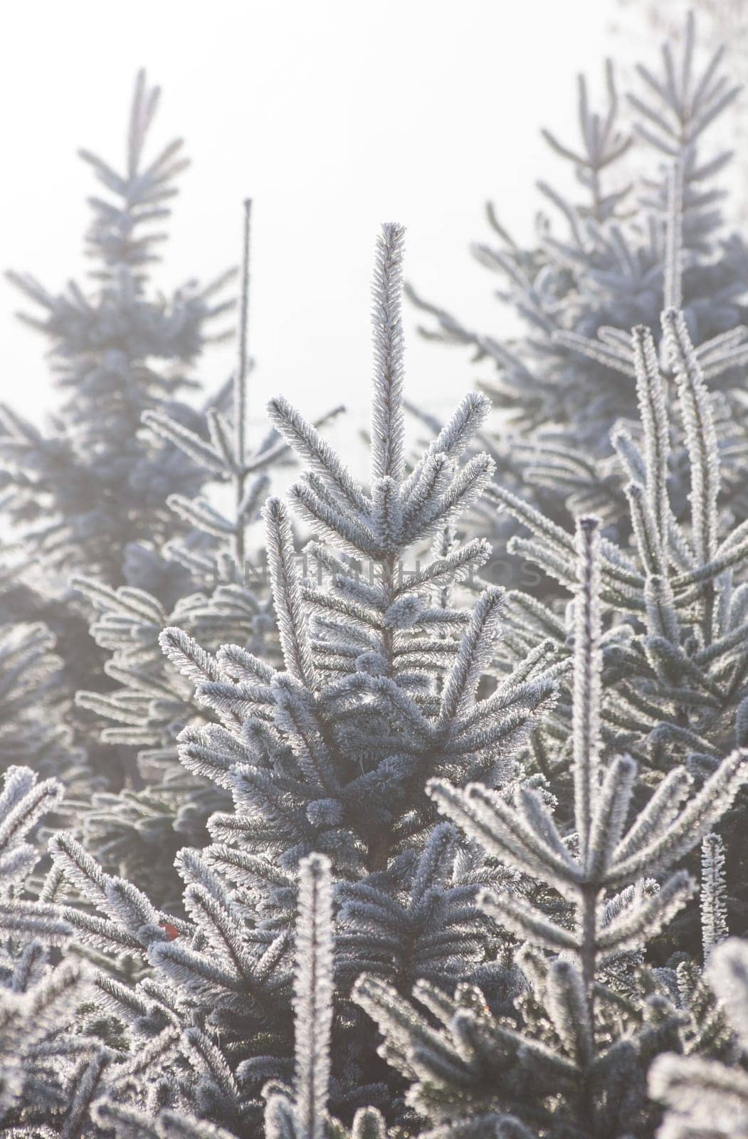 Christmas Tree Plantation