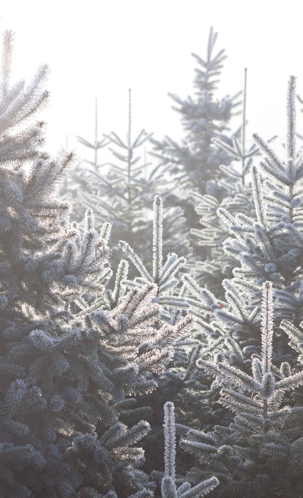 Christmas Tree Plantation