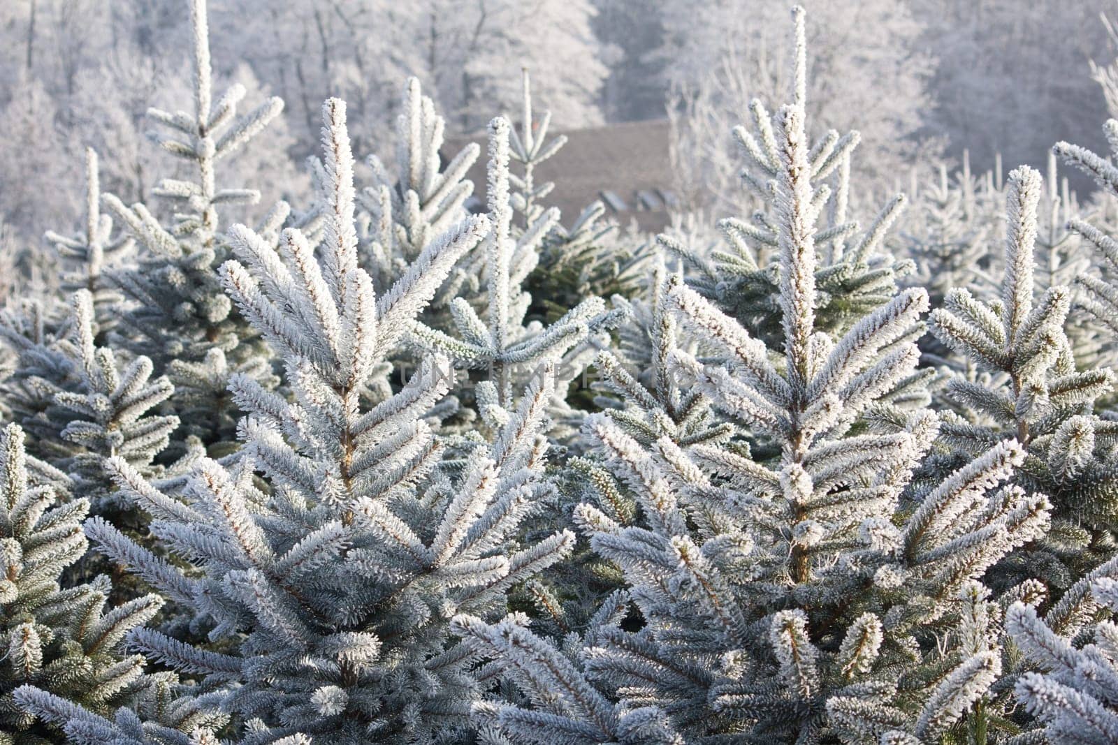 Christmas Tree Plantation
