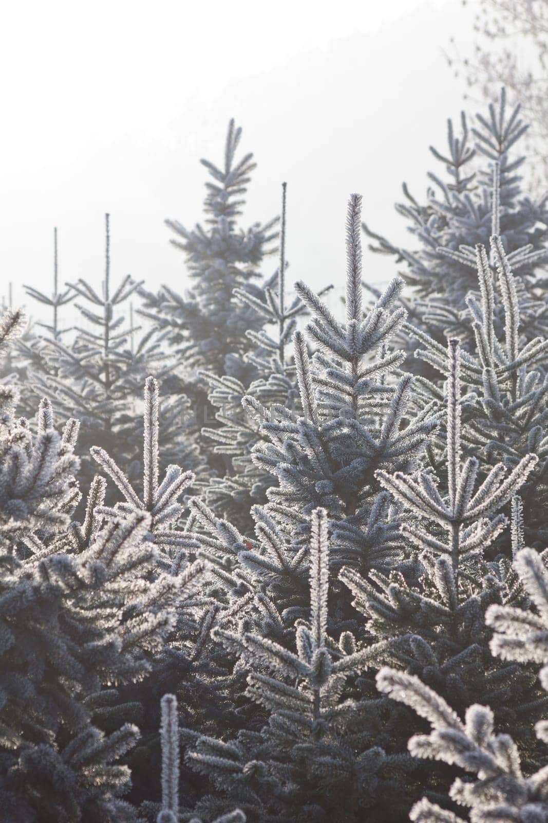 Christmas Tree Plantation