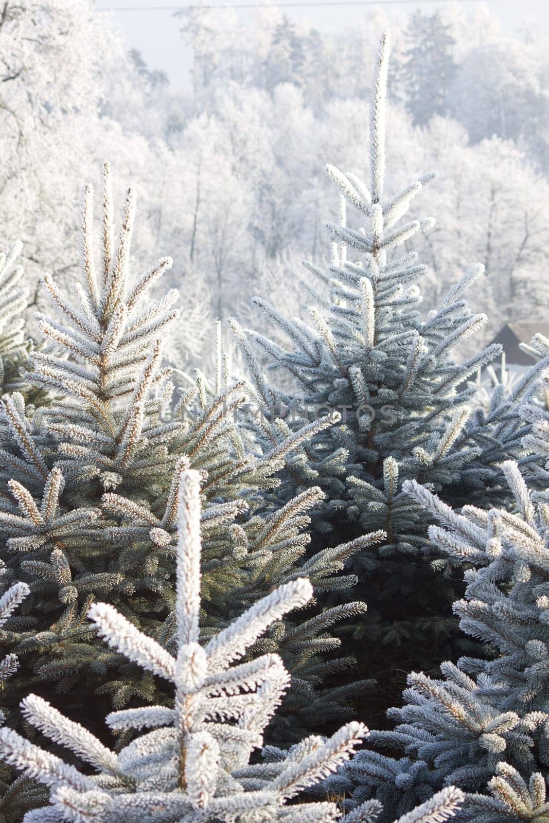 Christmas Tree Plantation
